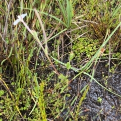 Epilobium gunnianum at Nurenmerenmong, NSW - suppressed