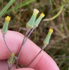 Senecio gunnii (Mountains Fireweed) at The Tops at Nurenmerenmong - 18 Jan 2023 by Ned_Johnston