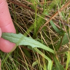 Senecio gunnii at Nurenmerenmong, NSW - suppressed