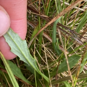 Senecio gunnii at Nurenmerenmong, NSW - suppressed