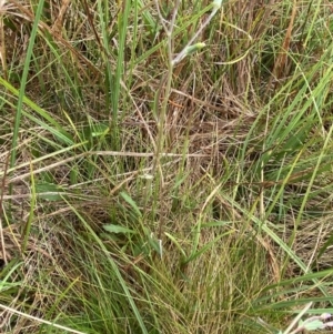 Senecio gunnii at Nurenmerenmong, NSW - suppressed