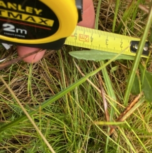 Senecio gunnii at Nurenmerenmong, NSW - suppressed