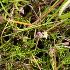 Myriophyllum lophatum (Crested Water-milfoil) at Nurenmerenmong, NSW - 18 Jan 2023 by NedJohnston