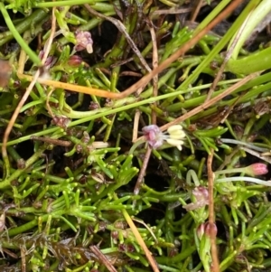 Myriophyllum lophatum at Nurenmerenmong, NSW - suppressed