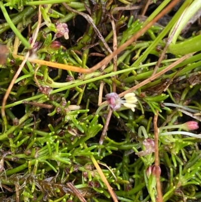 Myriophyllum lophatum (Crested Water-milfoil) at The Tops at Nurenmerenmong - 18 Jan 2023 by Ned_Johnston