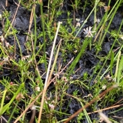 Myriophyllum lophatum at Nurenmerenmong, NSW - 18 Jan 2023