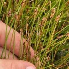 Eleocharis atricha (Tuber Spikerush) at Nurenmerenmong, NSW - 18 Jan 2023 by NedJohnston