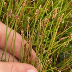 Eleocharis atricha (Tuber Spikerush) at The Tops at Nurenmerenmong - 18 Jan 2023 by Ned_Johnston