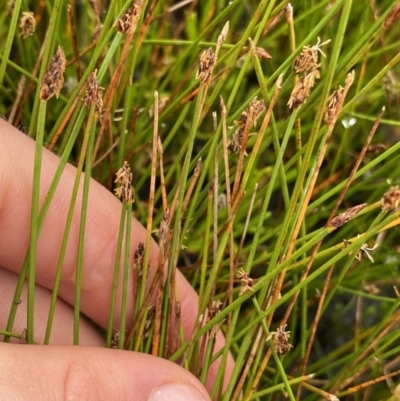 Eleocharis atricha (Tuber Spikerush) at Nurenmerenmong, NSW - 18 Jan 2023 by NedJohnston