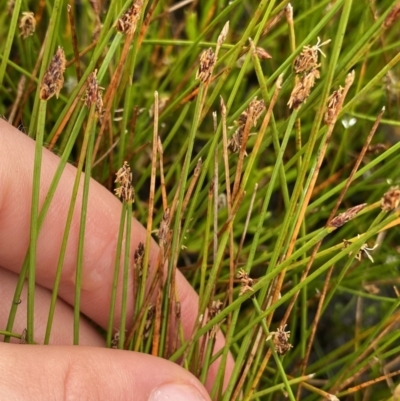 Eleocharis atricha (Tuber Spikerush) at The Tops at Nurenmerenmong - 18 Jan 2023 by Ned_Johnston