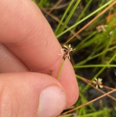 Eleocharis atricha at Nurenmerenmong, NSW - suppressed