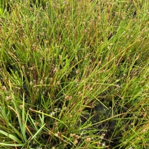 Eleocharis atricha at Nurenmerenmong, NSW - 18 Jan 2023