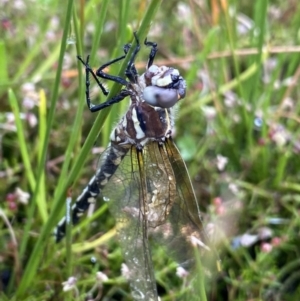 Synthemis eustalacta at The Tops at Nurenmerenmong - 18 Jan 2023