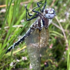 Synthemis eustalacta at The Tops at Nurenmerenmong - 18 Jan 2023