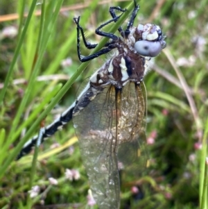 Synthemis eustalacta at The Tops at Nurenmerenmong - 18 Jan 2023