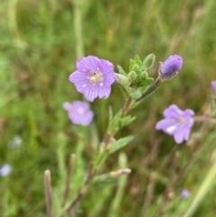 Epilobium billardiereanum subsp. hydrophilum at Nurenmerenmong, NSW - 18 Jan 2023 by NedJohnston