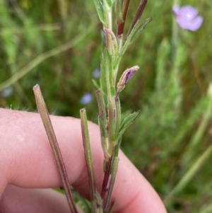 Epilobium billardiereanum subsp. hydrophilum at Nurenmerenmong, NSW - 18 Jan 2023