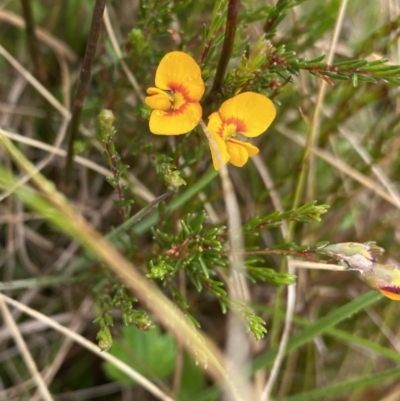 Dillwynia palustris (Swamp Parrot Pea) at Nurenmerenmong, NSW - 18 Jan 2023 by NedJohnston