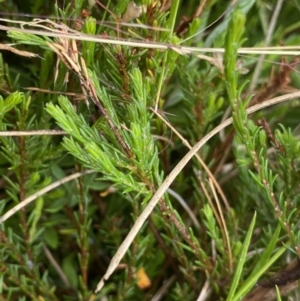 Dillwynia palustris at suppressed - 18 Jan 2023