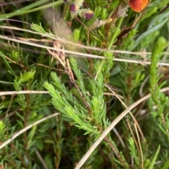 Dillwynia palustris at suppressed - 18 Jan 2023