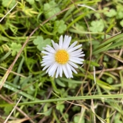 Brachyscome radicans (Marsh Daisy) at Nurenmerenmong, NSW - 18 Jan 2023 by NedJohnston
