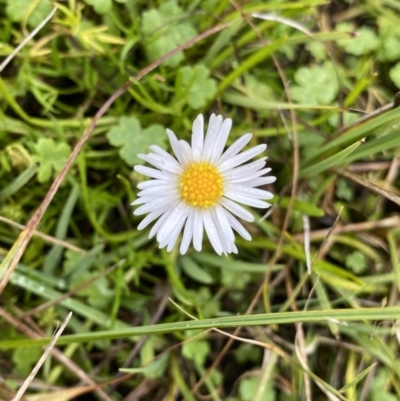 Brachyscome radicans (Marsh Daisy) at Nurenmerenmong, NSW - 18 Jan 2023 by NedJohnston