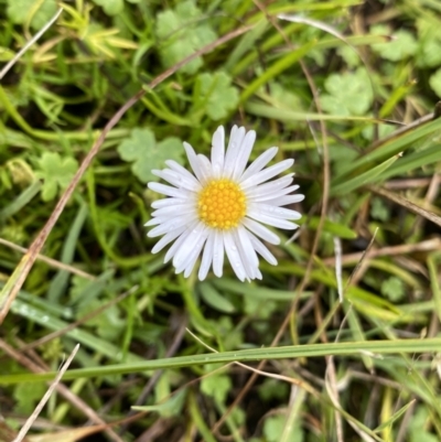 Brachyscome radicans (Marsh Daisy) at The Tops at Nurenmerenmong - 17 Jan 2023 by Ned_Johnston