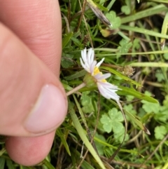 Brachyscome radicans at Nurenmerenmong, NSW - suppressed