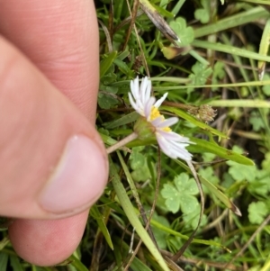 Brachyscome radicans at Nurenmerenmong, NSW - suppressed