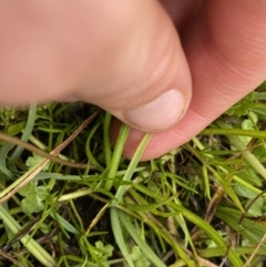 Brachyscome radicans at Nurenmerenmong, NSW - 18 Jan 2023