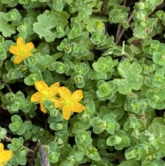 Hypericum japonicum (Creeping St John's Wort) at Nurenmerenmong, NSW - 18 Jan 2023 by NedJohnston