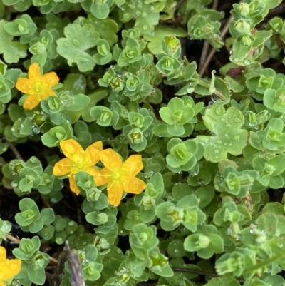 Hypericum japonicum (Creeping St John's Wort) at The Tops at Nurenmerenmong - 17 Jan 2023 by Ned_Johnston