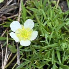 Ranunculus millanii (Dwarf Buttercup) at Nurenmerenmong, NSW - 17 Jan 2023 by Ned_Johnston