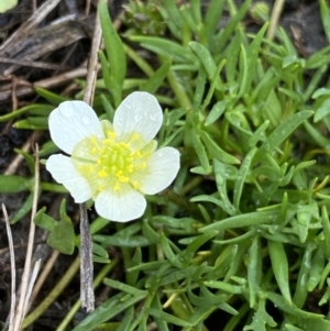 Ranunculus millanii at Nurenmerenmong, NSW - 18 Jan 2023