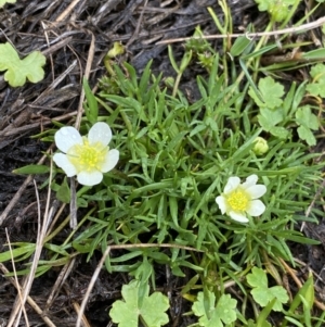 Ranunculus millanii at Nurenmerenmong, NSW - 18 Jan 2023