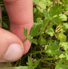 Ranunculus amphitrichus (Small River Buttercup) at The Tops at Nurenmerenmong - 17 Jan 2023 by Ned_Johnston