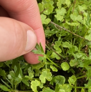 Ranunculus amphitrichus at Nurenmerenmong, NSW - 18 Jan 2023