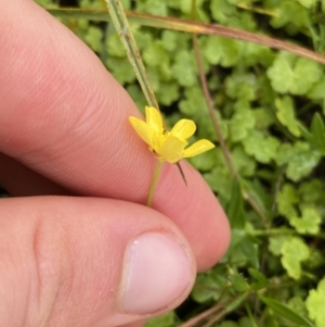 Ranunculus amphitrichus at Nurenmerenmong, NSW - 18 Jan 2023