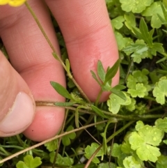 Ranunculus amphitrichus at Nurenmerenmong, NSW - 18 Jan 2023