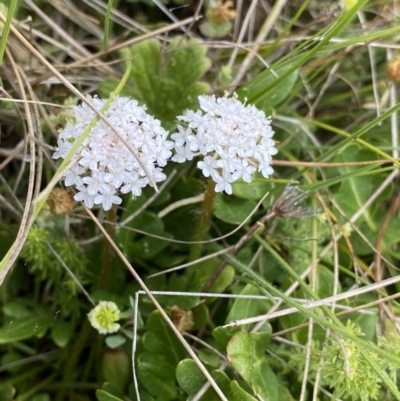 Trachymene humilis subsp. humilis (Alpine Trachymene) at The Tops at Nurenmerenmong - 17 Jan 2023 by Ned_Johnston
