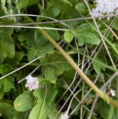 Trachymene humilis subsp. humilis at Nurenmerenmong, NSW - suppressed