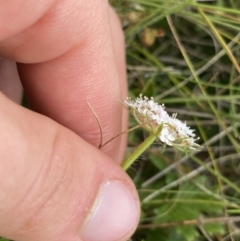 Trachymene humilis subsp. humilis at Nurenmerenmong, NSW - suppressed