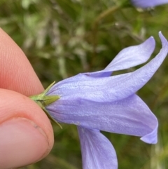 Wahlenbergia ceracea (Waxy Bluebell) at Nurenmerenmong, NSW - 18 Jan 2023 by NedJohnston