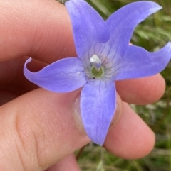 Wahlenbergia ceracea at Nurenmerenmong, NSW - suppressed