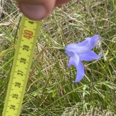 Wahlenbergia ceracea at Nurenmerenmong, NSW - suppressed