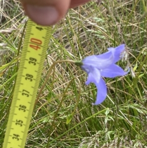 Wahlenbergia ceracea at Nurenmerenmong, NSW - suppressed