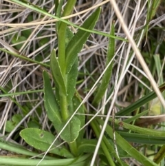 Wahlenbergia ceracea at Nurenmerenmong, NSW - 18 Jan 2023