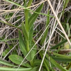 Wahlenbergia ceracea at Nurenmerenmong, NSW - suppressed