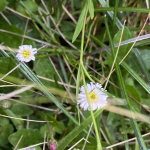 Lagenophora montana at Nurenmerenmong, NSW - suppressed