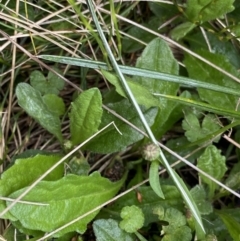 Lagenophora montana at Nurenmerenmong, NSW - suppressed